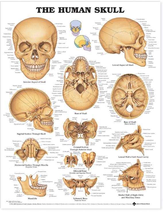 Wolters Kluwer Human Skull Anatomical Chart 9781587791673 - 1.0 Each