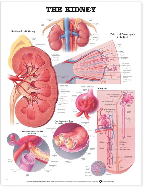Wolters Kluwer Kidney Anatomical Chart 9781587791727 - 1.0 Each