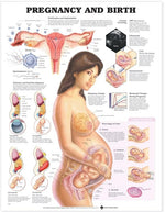 Wolters Kluwer Pregnancy and Birth Anatomical Chart, Paper - 9781587791857 - 1 Each
