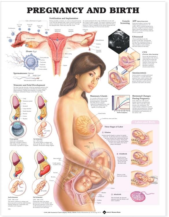 Wolters Kluwer Pregnancy and Birth Anatomical Chart, Paper - 9781587791857 - 1 Each