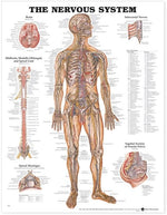 Wolters Kluwer Systems of the Body Anatomical Charts 9781587796906 - 1.0 Each