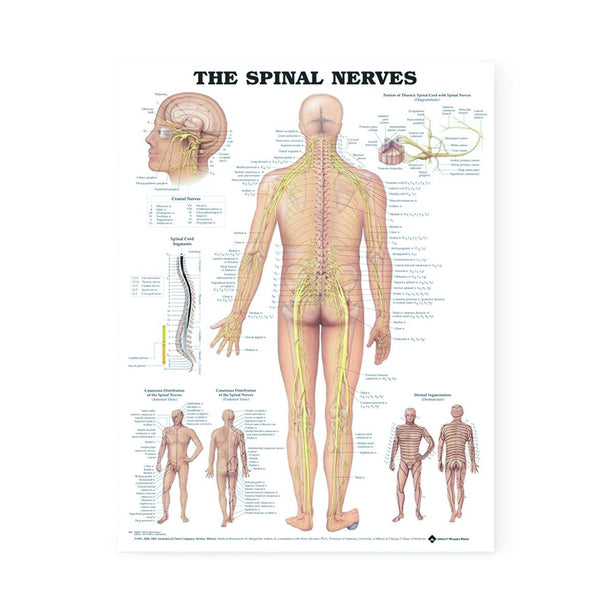 Wolters Kluwer Spinal Nerves Anatomical Chart 9781587796913 - 1.0 Each