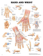 Wolters Kluwer Hand and Wrist Anatomical Chart 9781587796944 - 1.0 Each