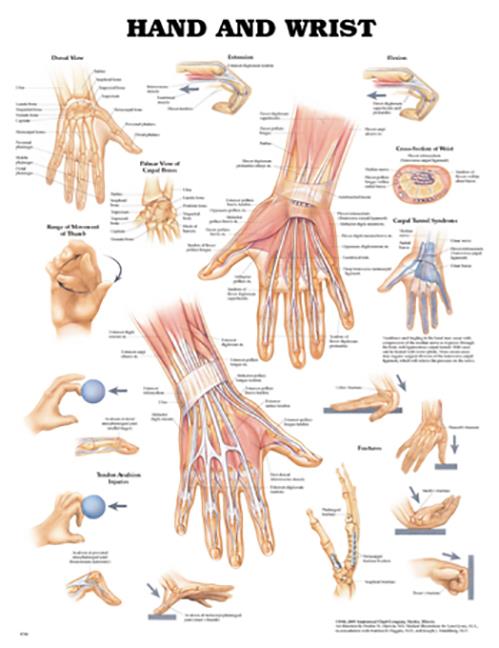 Wolters Kluwer Hand and Wrist Anatomical Chart 9781587796944 - 1.0 Each