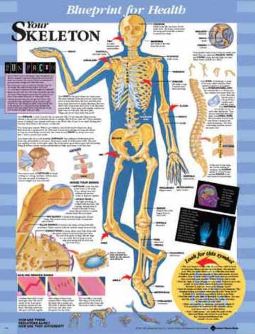 Wolters Kluwer Anatomical Blueprint for Health Your Skeleton Chart, Laminated - 9781587797354 - 1 Each