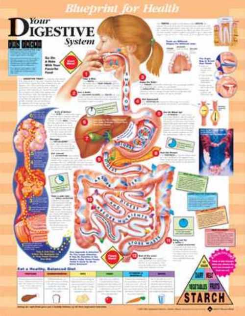Wolters Kluwer Blueprint for Health Anatomical Charts 9781587797392 - 1.0 Each
