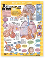 Wolters Kluwer Anatomical Blueprint for Health Your Respiratory System Chart, Laminated - 9781587797415 - 1 Each