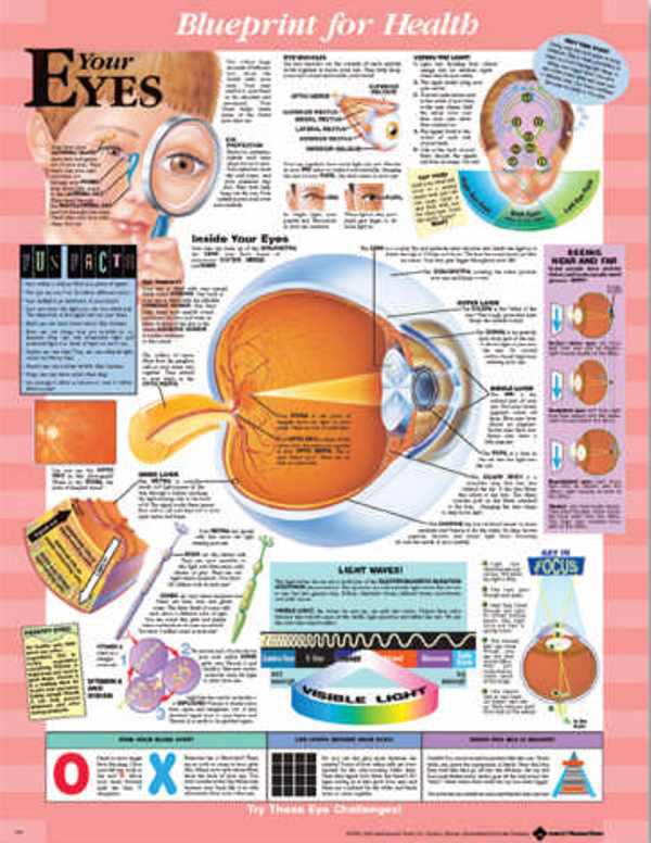 Wolters Kluwer Blueprint for Health Anatomical Charts 9781587797491 - 1.0 Each