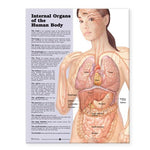 Internal Organs of the Human Body Chart - 9781587798283 - 1 Each - MDL-WKH1587798283