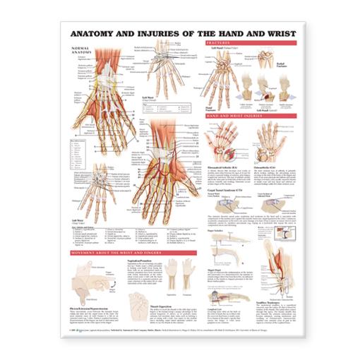 Wolters Kluwer Anatomy and Injuries of the Hand and Wrist Chart 9781587799143 - 1.0 Each