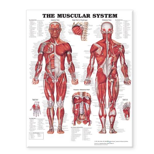 Wolters Kluwer Systems of the Body Anatomical Charts 9781587799822 - 1.0 Each