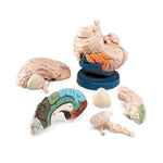 Wolters Kluwer Brain Models 240R - 1.0 Each