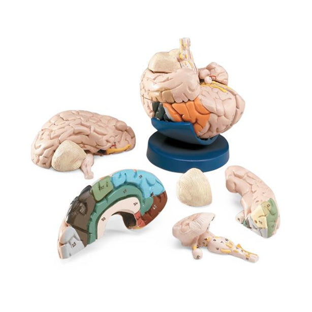 Wolters Kluwer Brain Models 240R - 1.0 Each