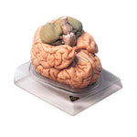 Wolters Kluwer Brain Models BS20 - 1.0 Each