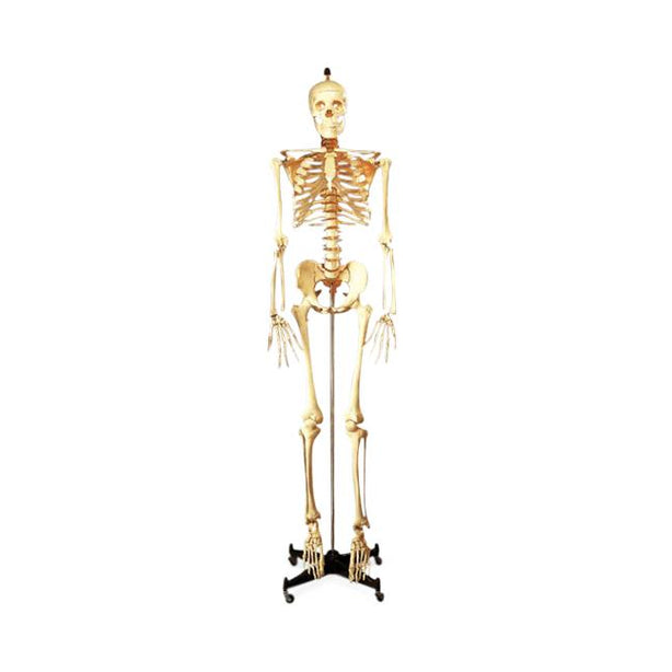 Wolters Kluwer Stand for Budget Bucky Skeleton CH10STANDN - 1.0 Each