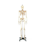 Wolters Kluwer Budget Bucky Skeleton with Stand - CH10 - 1 Each