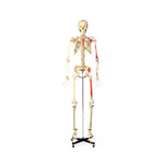 Wolters Kluwer Budget Bucky Skeleton with Stand, Painted - CH168 - 1 Each