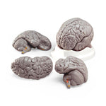 Wolters Kluwer Brain Models CH1 - 1.0 Each