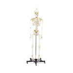 Wolters Kluwer Skeleton Models CH95 - 1.0 Each