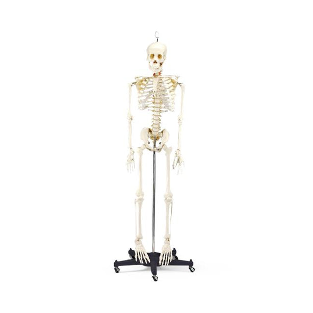 Wolters Kluwer Skeleton Models CH95 - 1.0 Each