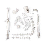 Wolters Kluwer Skeleton Models CHA4/1 - 1.0 Each