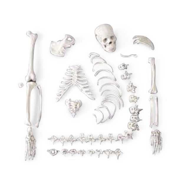 Wolters Kluwer Skeleton Models CHA4/1 - 1.0 Each