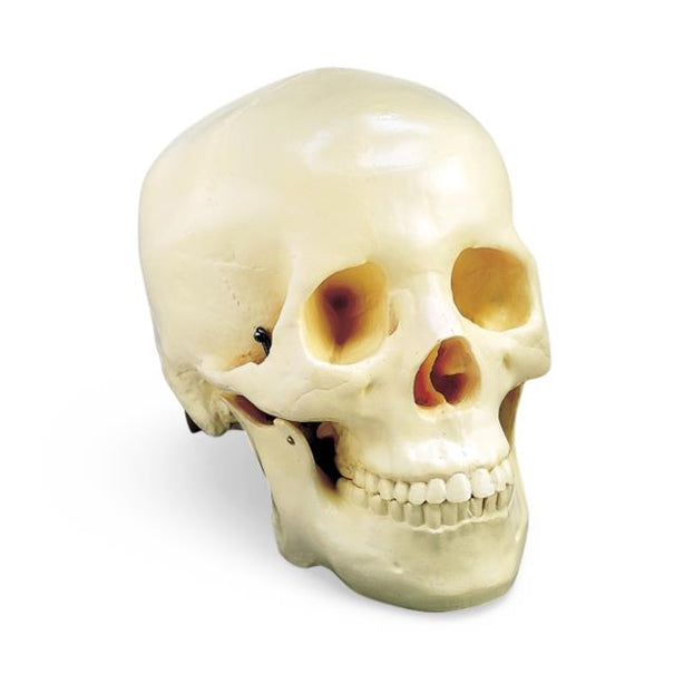 Wolters Kluwer Human Skull Models CH-S2 - 1.0 Each