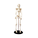 Wolters Kluwer Skeleton Models CMS1 - 1.0 Each