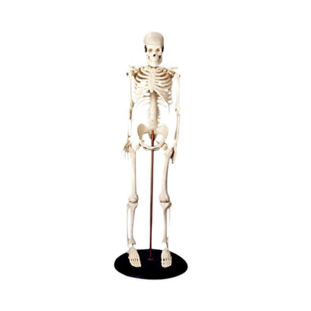 Wolters Kluwer Skeleton Models CMS1 - 1.0 Each