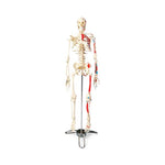 Wolters Kluwer Skeleton Models CMS65 - 1.0 Each