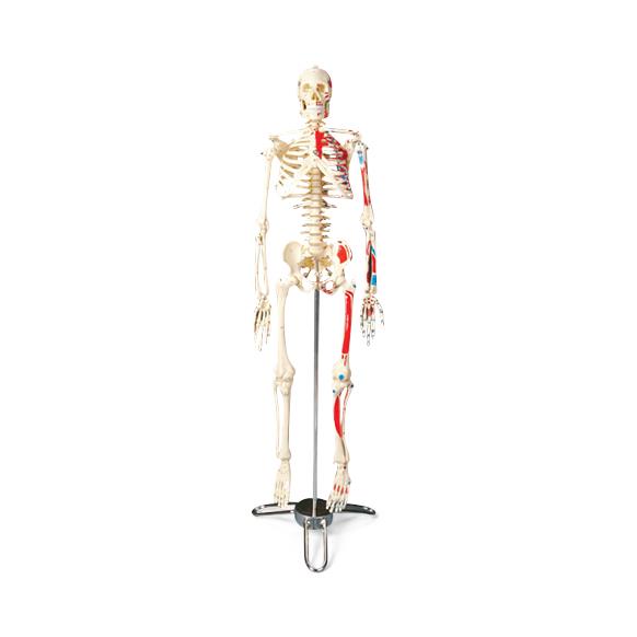Wolters Kluwer Skeleton Models CMS65 - 1.0 Each