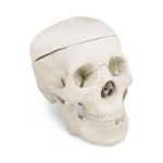 Wolters Kluwer Human Skull Models CS204 - 1.0 Each