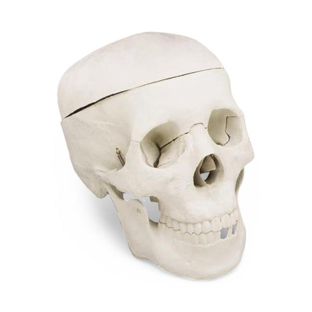 Wolters Kluwer Human Skull Models CS204 - 1.0 Each