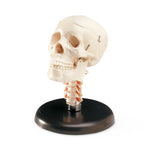 Wolters Kluwer Human Skull Models CS20V - 1.0 Each