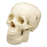 Wolters Kluwer Human Skull Models CS20 - 1.0 Each