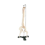 Wolters Kluwer Spine Models CS85X - 1.0 Each