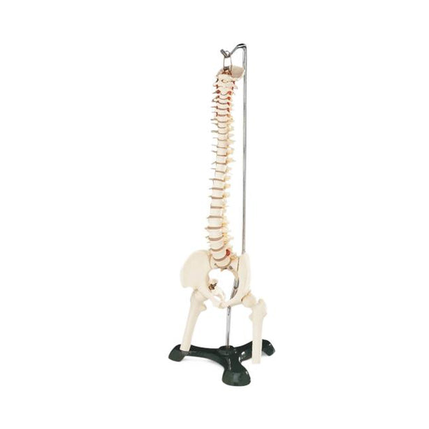 Wolters Kluwer Spine Models CS85X - 1.0 Each