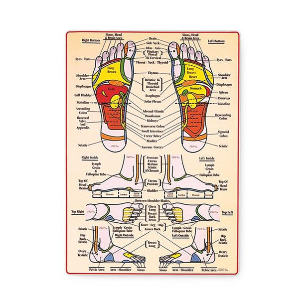 Wolters Kluwer Reflexology Charts FWC20L - 1.0 Each