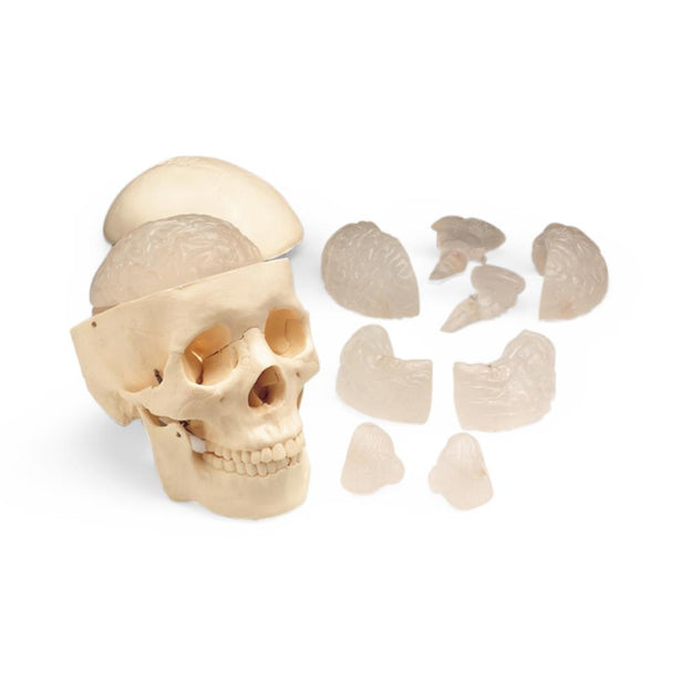 Wolters Kluwer Human Skull Models MO12C - 1.0 Each