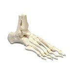 WOLTERS KLUWER Elastic Foot Models OS31E 1 Each - MDL-WKHOS31E