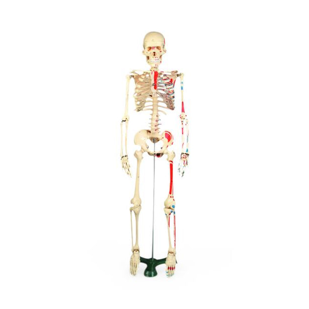 Wolters Kluwer Models Mr. Thrifty Skeleton, Painted - WCP85 - 1 Each